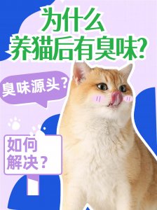 養貓后為什么有臭味？源頭在哪？如何解決？